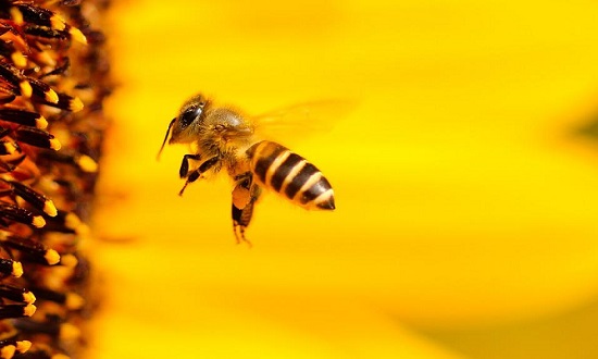 Simbología de la abeja