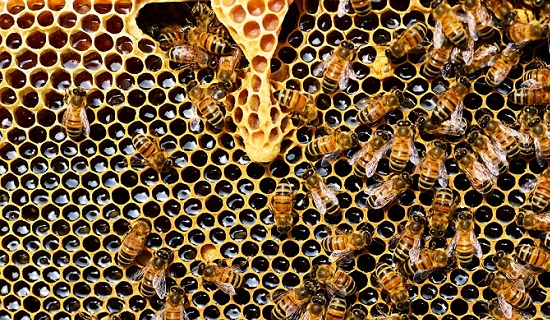 La abeja en diversas culturas