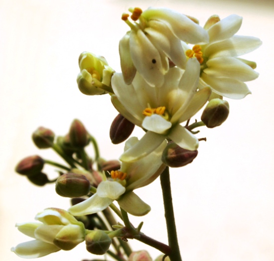 Flores Comestibles - Flor de Moringa