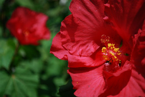 flor de Jamaica