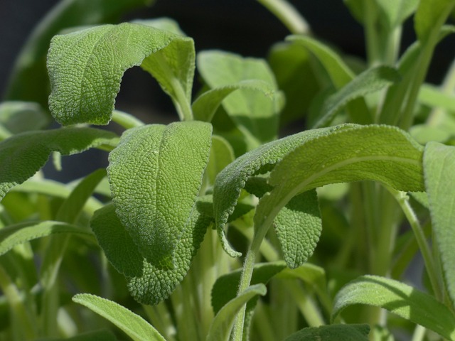 Sahumado de limpieza energética - Salvia Sahumado de limpieza energética - Salvia