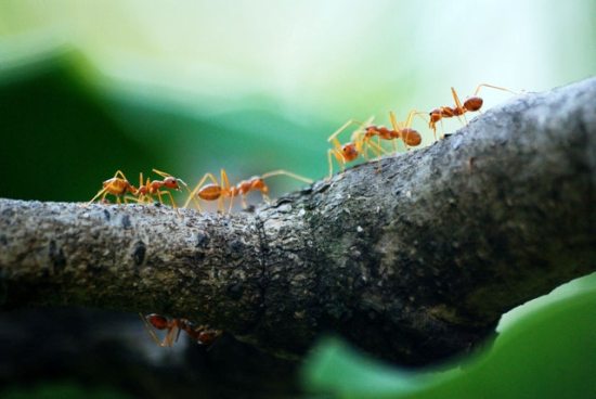 Simbología esotérica de las hormigas