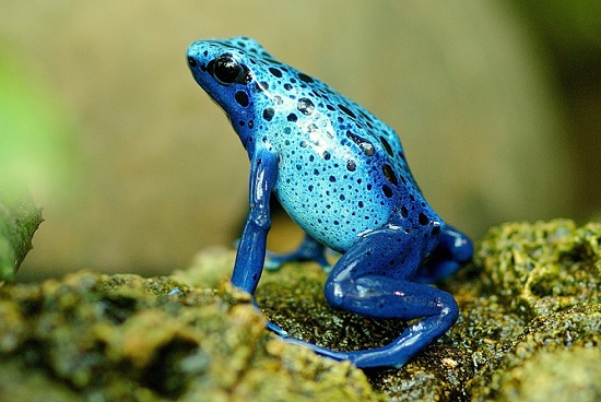 La rana como animal de poder La rana como animal de poder