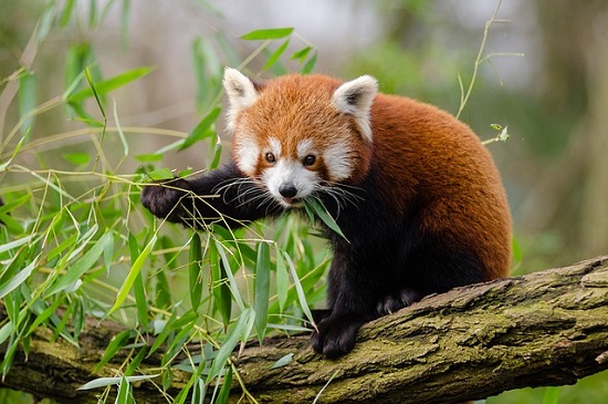 Tótem animal - Panda rojo