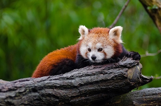 Panda rojo animal espiritual