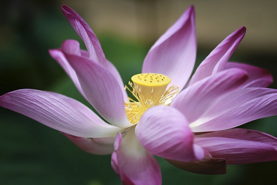 Planta sagrada - Flor de loto