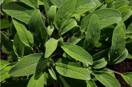 Hierbas medicinales - Salvia