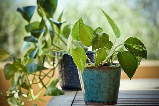 Plantas que absorben calor Plantas que absorben calor