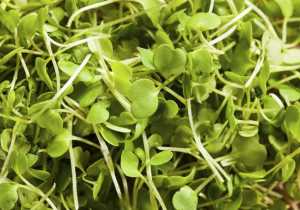 Las mágicas propiedades terapéuticas de la alfalfa