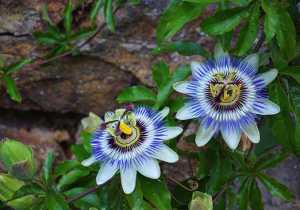 Propiedades mágicas y medicinales de la Passiflora