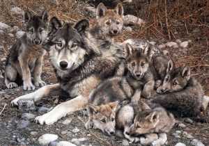 El lobo, un animal místico rodeado de leyendas