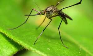 Repelentes naturales contra moscas y mosquitos