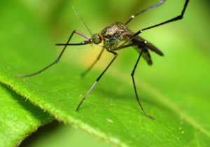 Repelentes naturales contra moscas y mosquitos