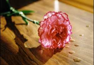 El Clavel,  flor mágica y muy beneficiosa