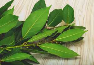 El laurel: una planta con poderes adivinatorios