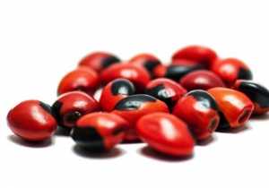 Semillas de Huayruro: Un regalo de los Incas para nuestra protección