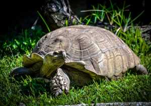 Significado de la tortuga como animal de poder