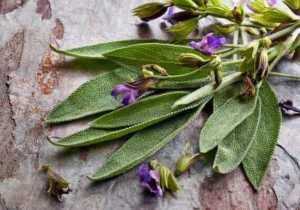 Los increíbles beneficios de la salvia