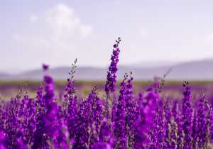 Descubre los poderes mágicos de la lavanda