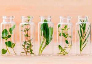 Aceites esenciales: Aromas que sanan