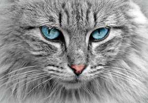 Significado espiritual del gato