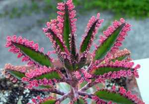 El kalanchoe: una poderosa planta medicinal y mágica