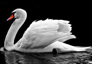 Significado esotérico del Cisne