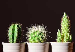 Cactus para la buena suerte según el Feng Shui
