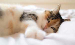 Terapia con gatos: beneficios del ronroneo de tu mascota