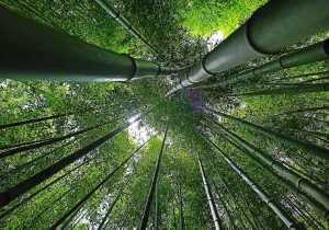 El bambú como amuleto de la buena suerte