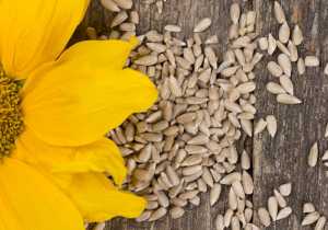 Pipas o semillas de girasol: 12 propiedades que desconocías