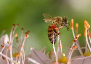 Significado espiritual de la abeja