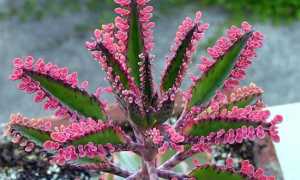 El kalanchoe: una poderosa planta medicinal y mágica
